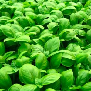 Aromáticas