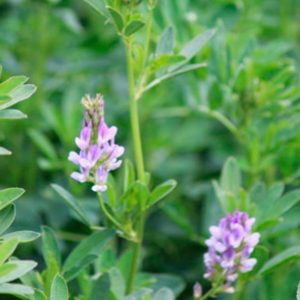 Alfalfas