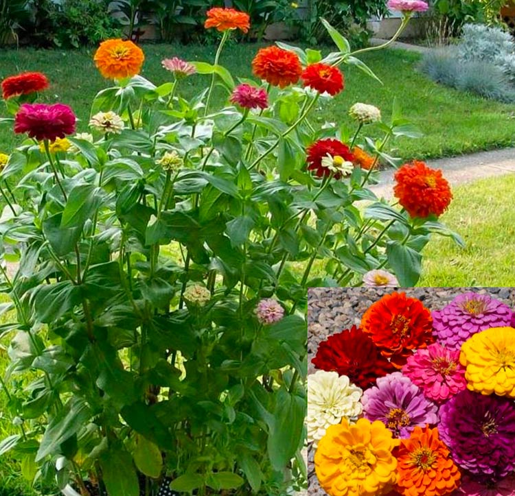 Zinnia Gigante - SG2000